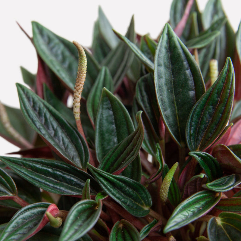 Peperomia rosso, biologische gekweejt
