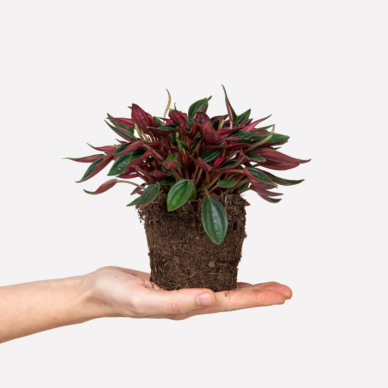 Peperomia rosso met rood blad