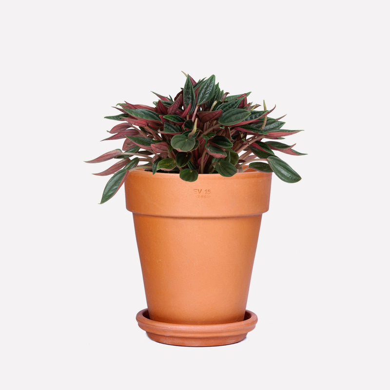 Peperomia rosso BIO
