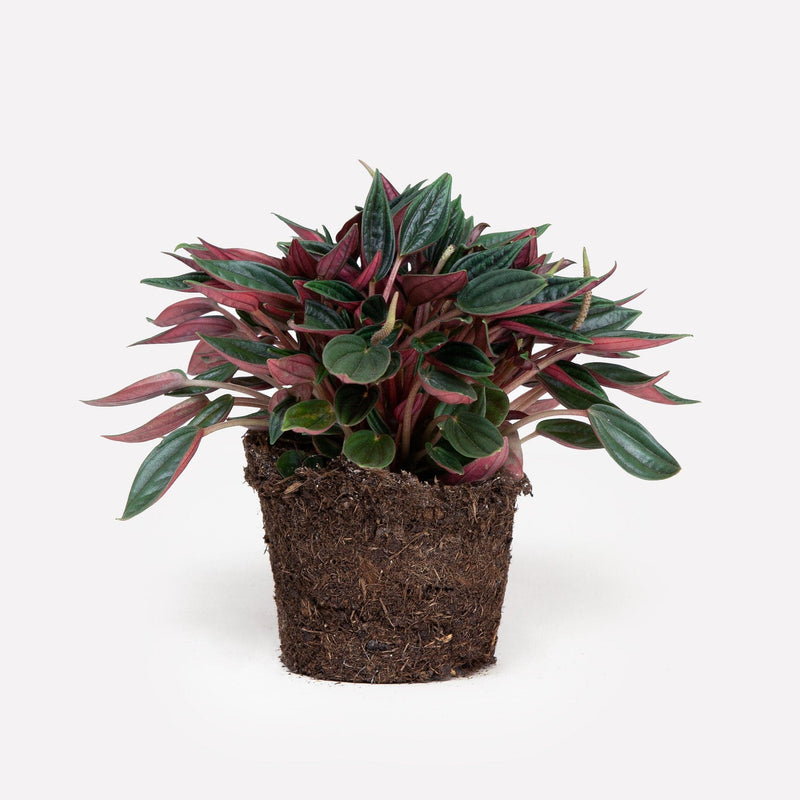 Duurzame peperomia rosso zonder pot
