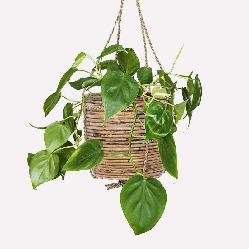 Philodendron scandens