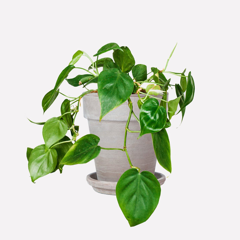 Philodendron scandens