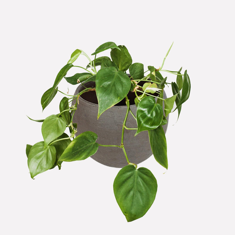 Philodendron scandens