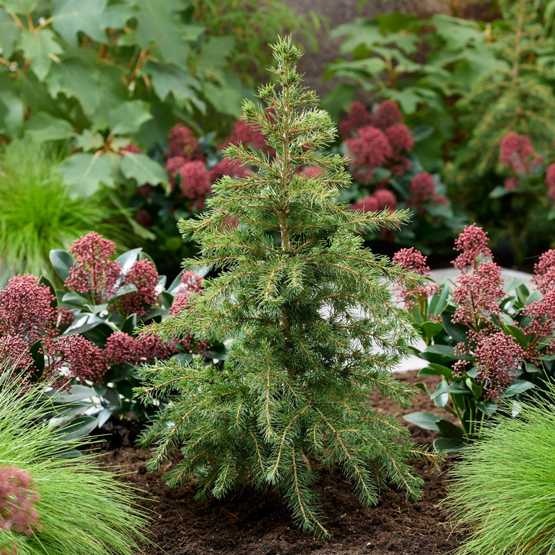 Biologische kerstboom in de tuin
