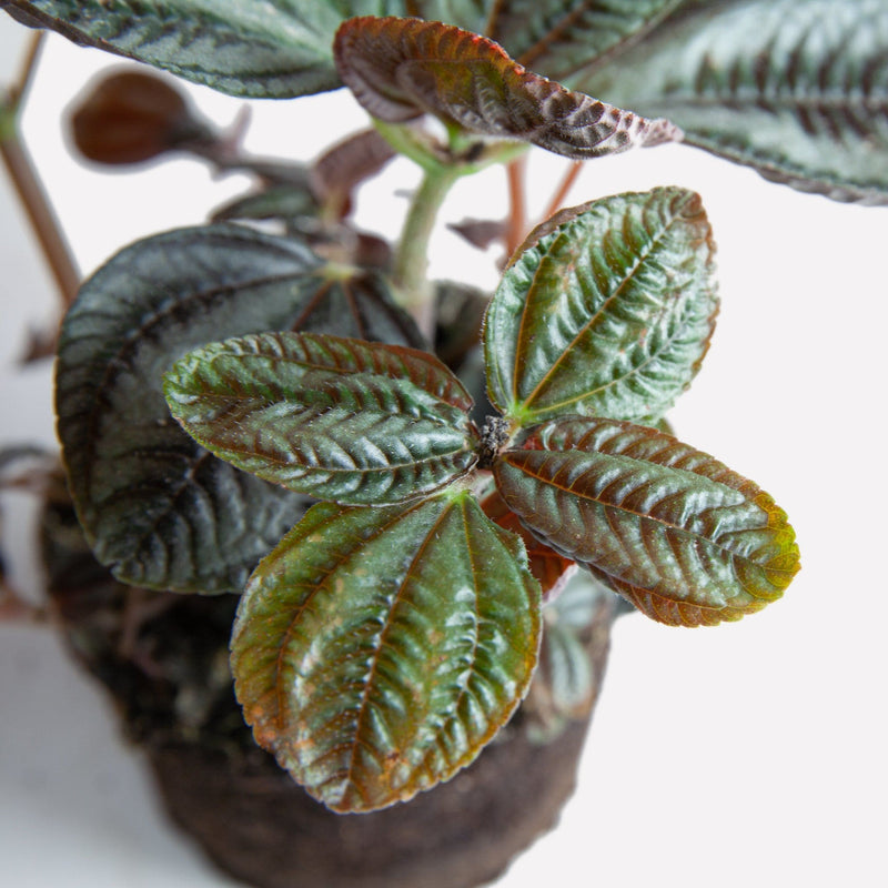 Duurzaam gekweekte kamerplant, vriendschapsplant met verzorgingstips