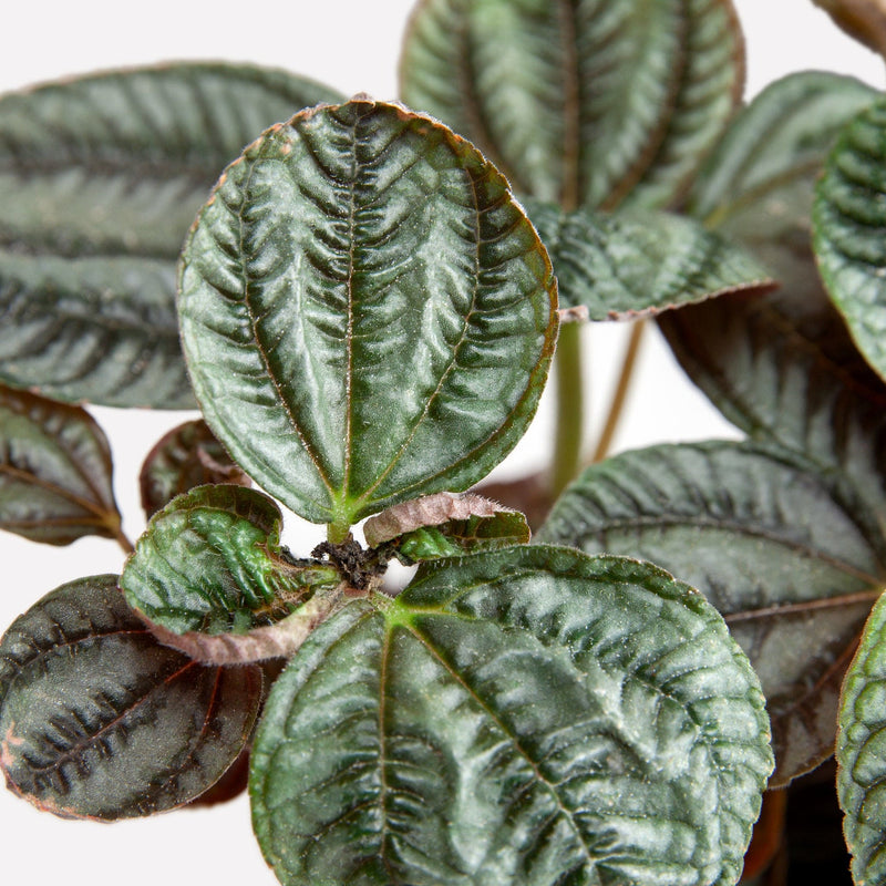 Biologische vriendschapsplant met donker blad