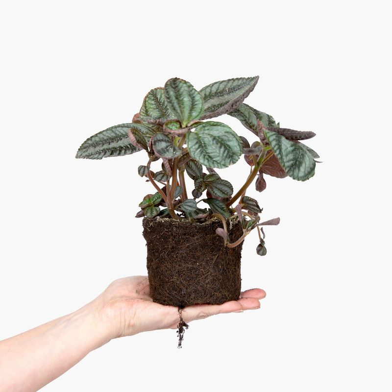 Pilea gekweekt zonder gif met verzorgingstips.