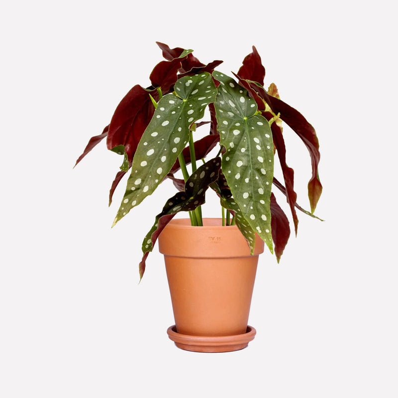 Polkadot begonia BIO