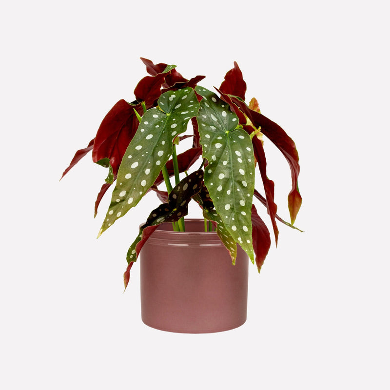 Plant Polkadot Begonia in wijnrode kermieken pot