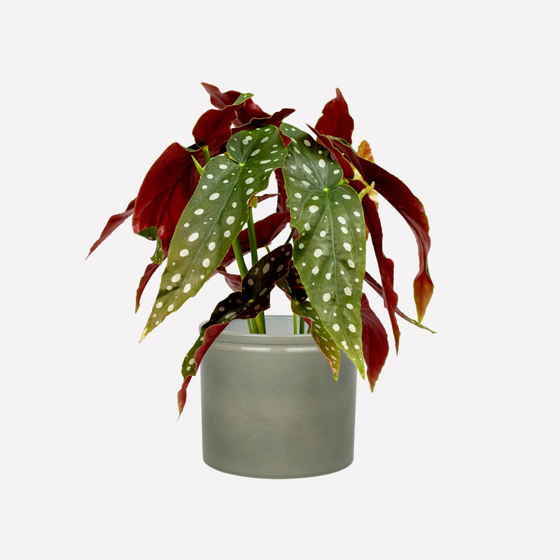 Plant Polkadot Begonia in grijsgroene kermieken pot