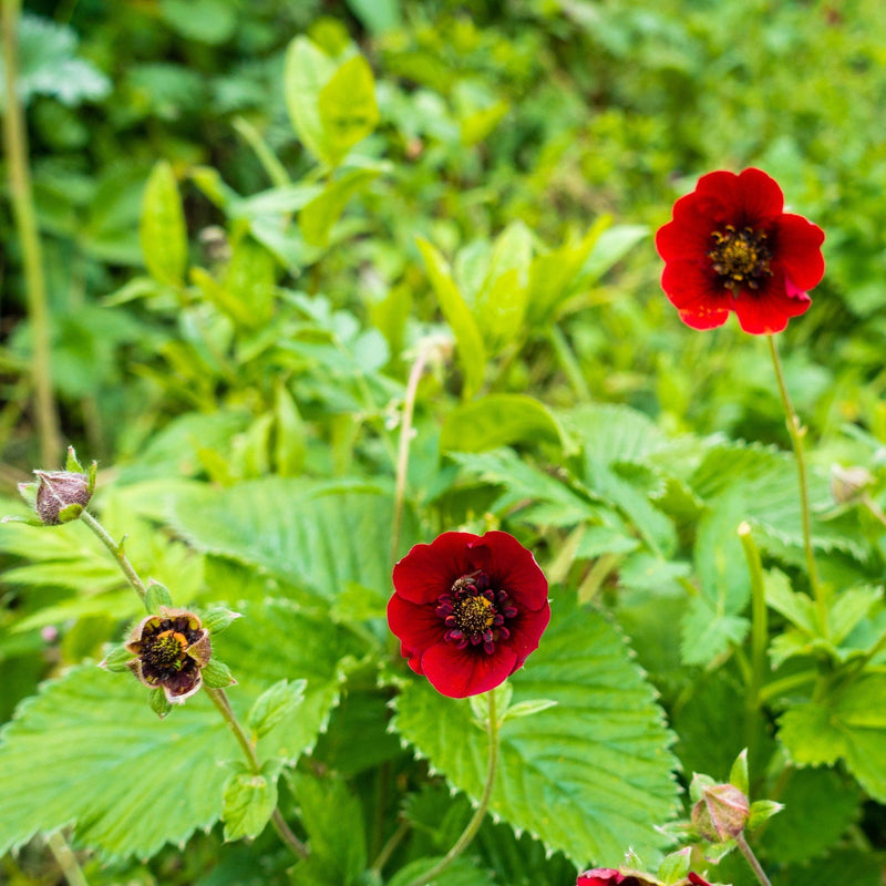 Duurzaam gekweekte potentilla met donkerrose bloem