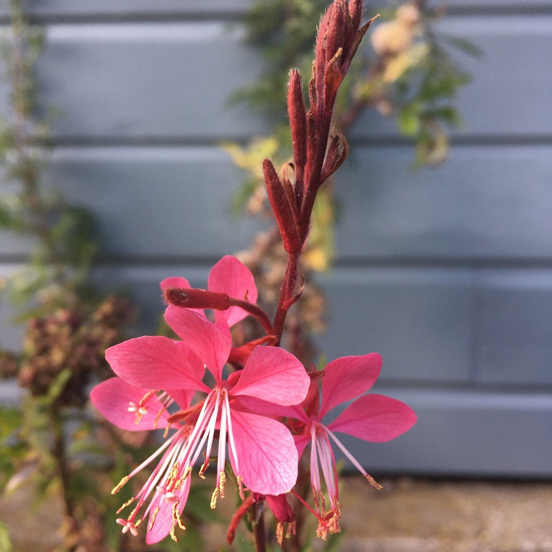 prachtkaars in de tuin