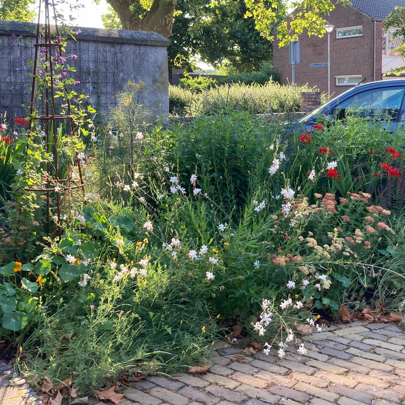 prachtkaars in een border