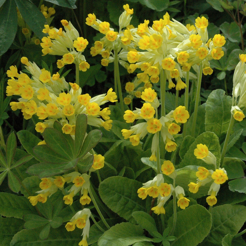Gulden sleutelbloem