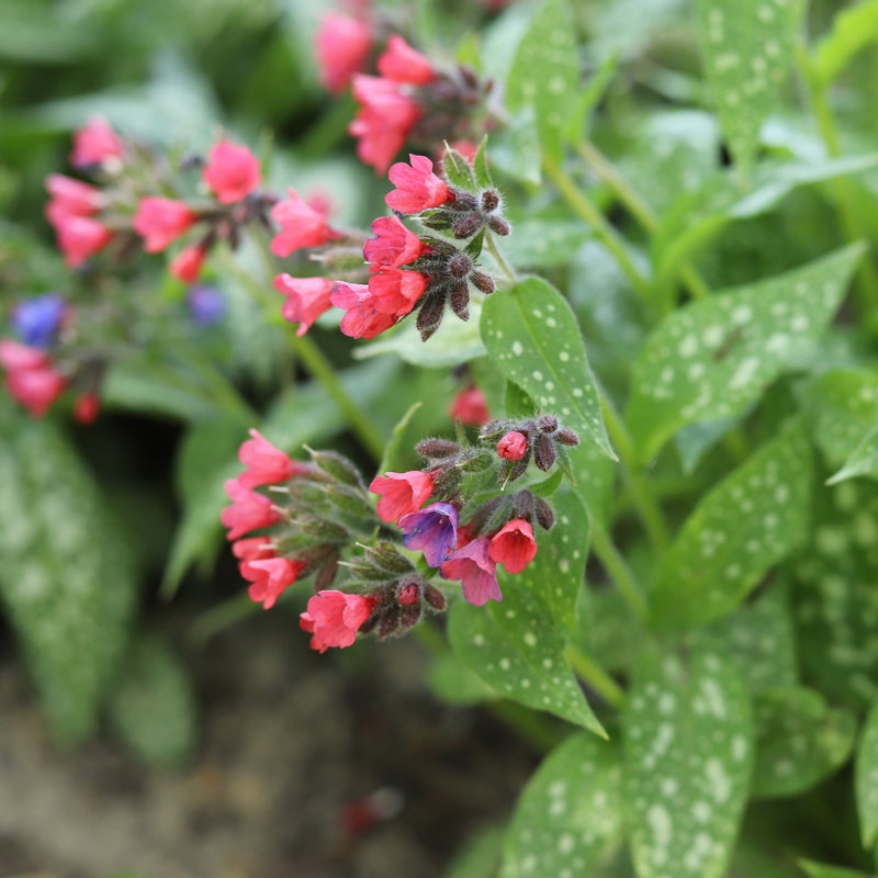 Bloemen van de pulmonaria, biologisch geteeld.