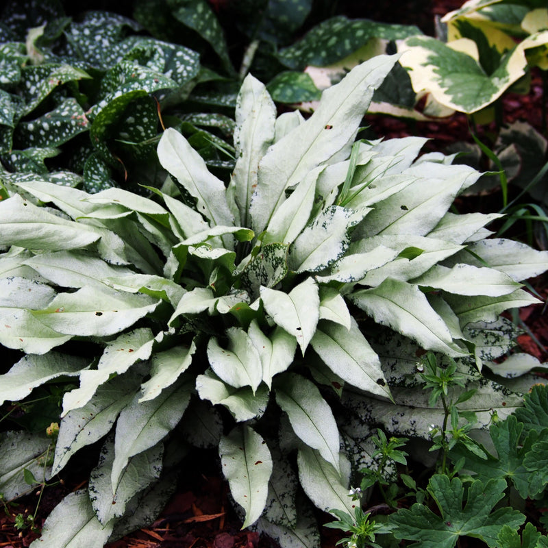 Longkruid Silver Bouquet
