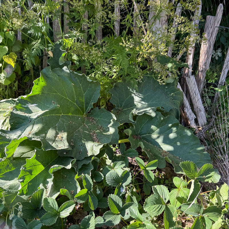 biologische eetbare planten voorjaarsbloeier