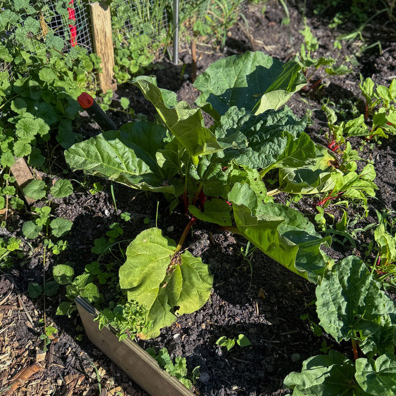 biologische eetbare planten voorjaarsbloeier