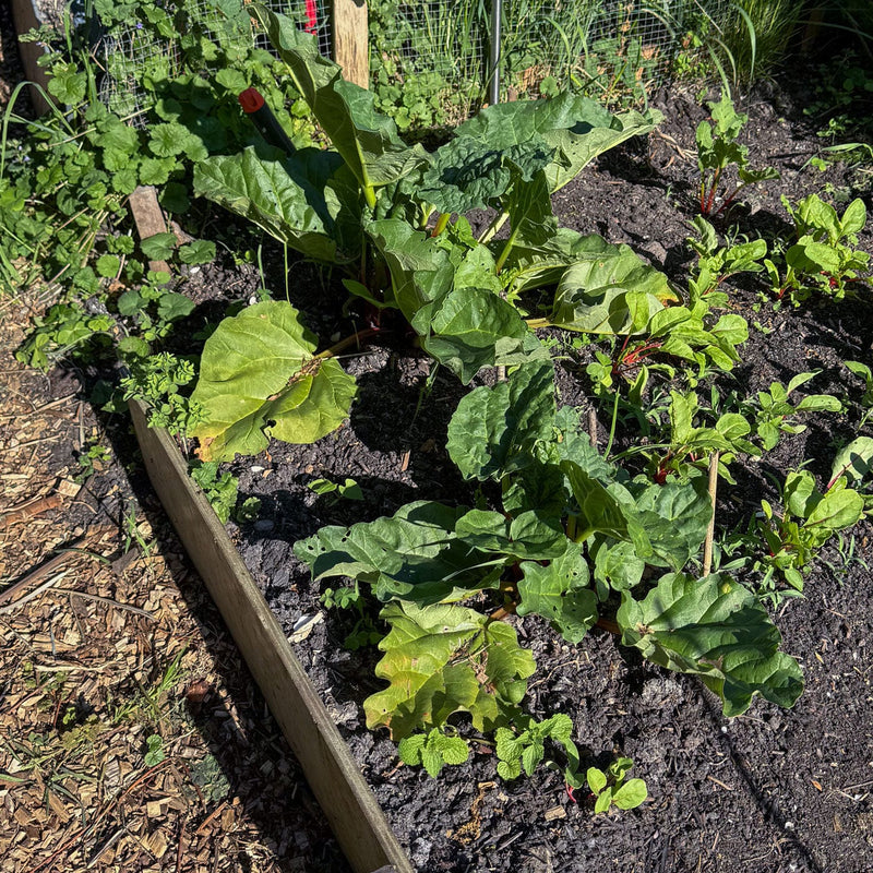 biologische eetbare planten voorjaarsbloeier