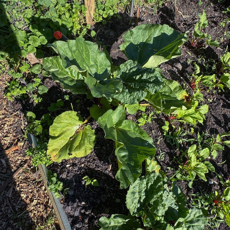 biologische eetbare planten voorjaarsbloeier