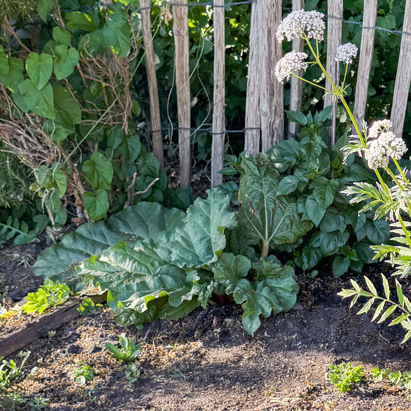 biologische eetbare planten voorjaarsbloeier
