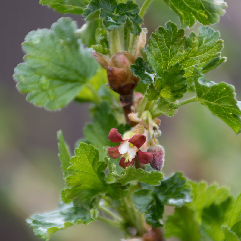 Bloesem van de biologische kruisbes-ribes