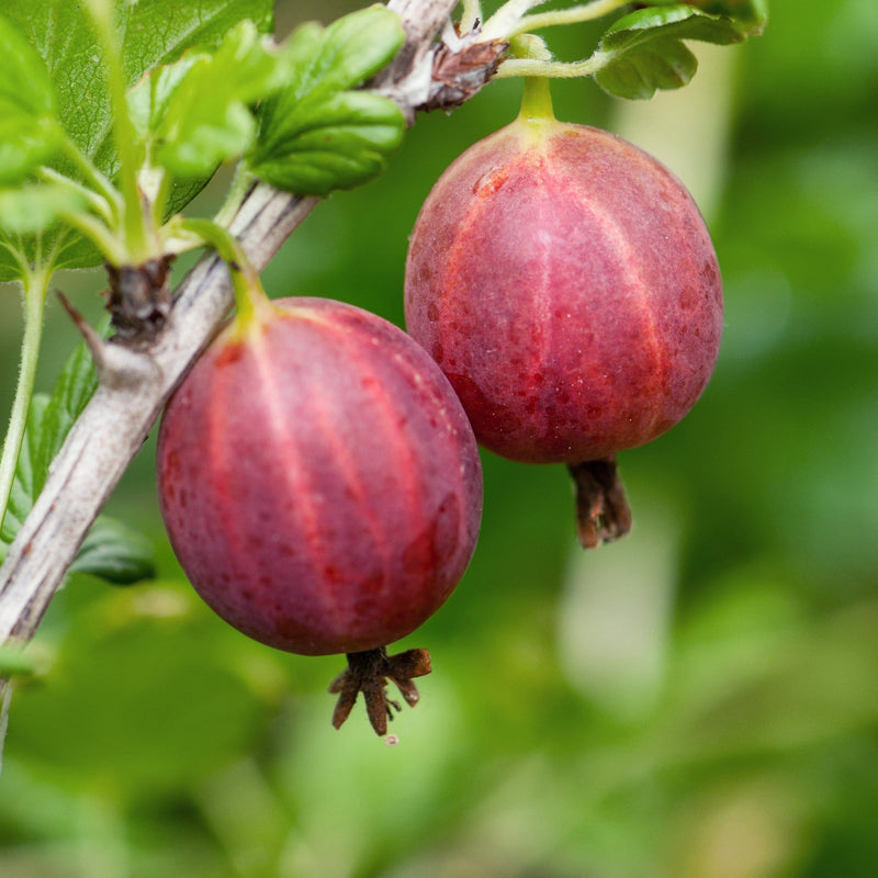 Duurzaam gekweekte kruisbes zonder doornen.