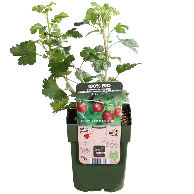 Kruisbes in kweekpot met blad.