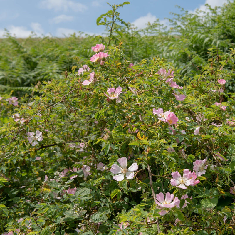 Bloeiende inheemse struik hondsroos met rozebottels