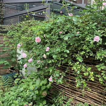 Klimroos New Dawn Klimroos New Dawn