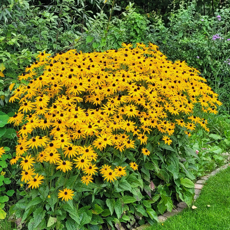 Rudbeckia goldsturm in border