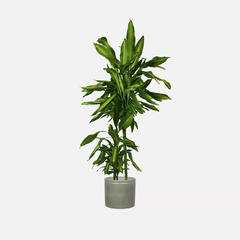 Salie glanzend keramieken pot 23 met Dracaena Cintho