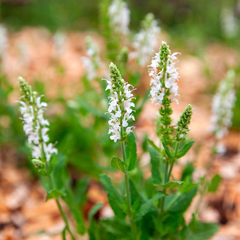 Close up van Salvia Schneehügel, lange groene aren met witte kelkvormige bloemetjes