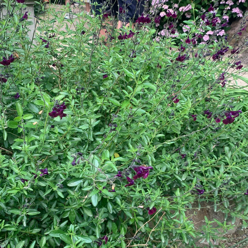 Biologische salvia nachtvlinder in volle bloei.