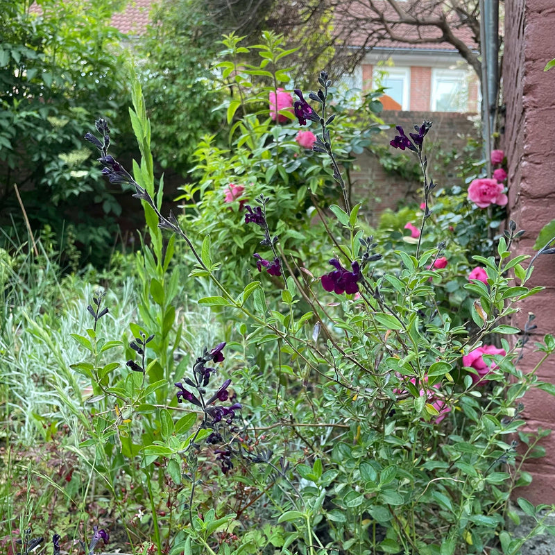 Bloeiende saliva nachtvlinder met paarse bloemen.
