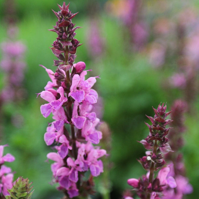 Bloeiende salvia marvel rose met roze aren.
