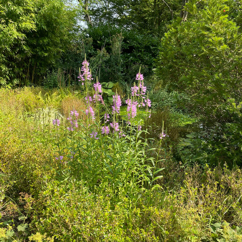 Scharnierbloem roze in wilde tuin