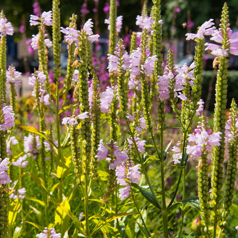 Roze scharnierbloem in de tuin in volle bloei.