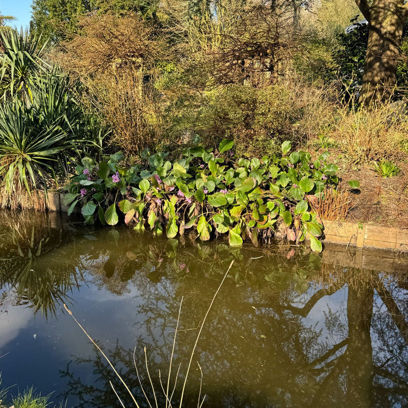 tuinplant schoenlappersplant voorjaarbloeier