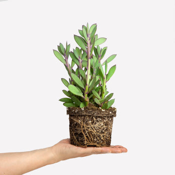 Senecio crassissimus BIO Senecio crassissimus BIO