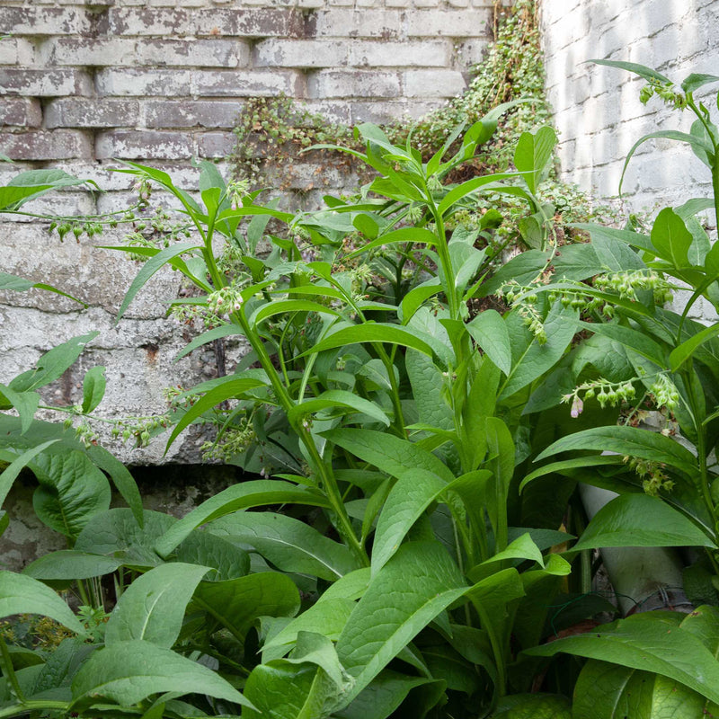 Smeerwortel in de tuin voor een witte muur