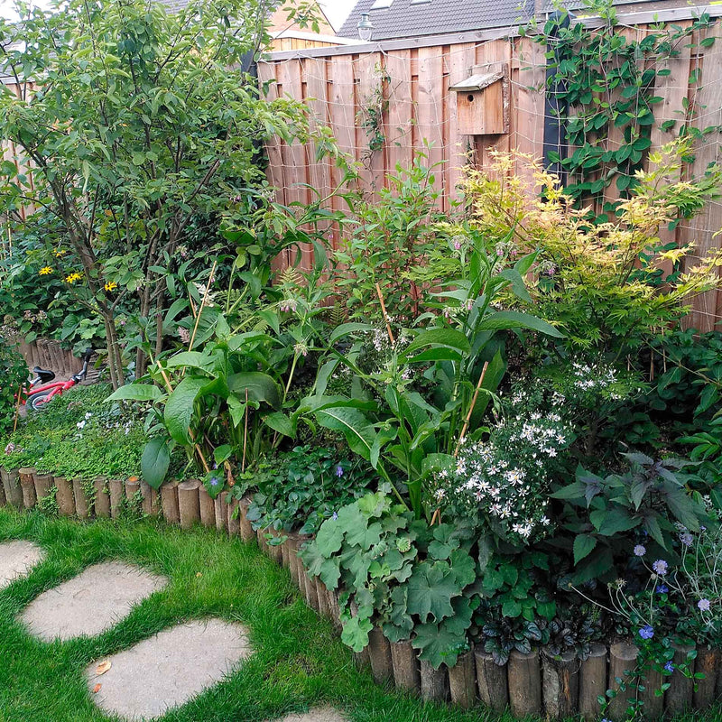 Smeerwortel in een border