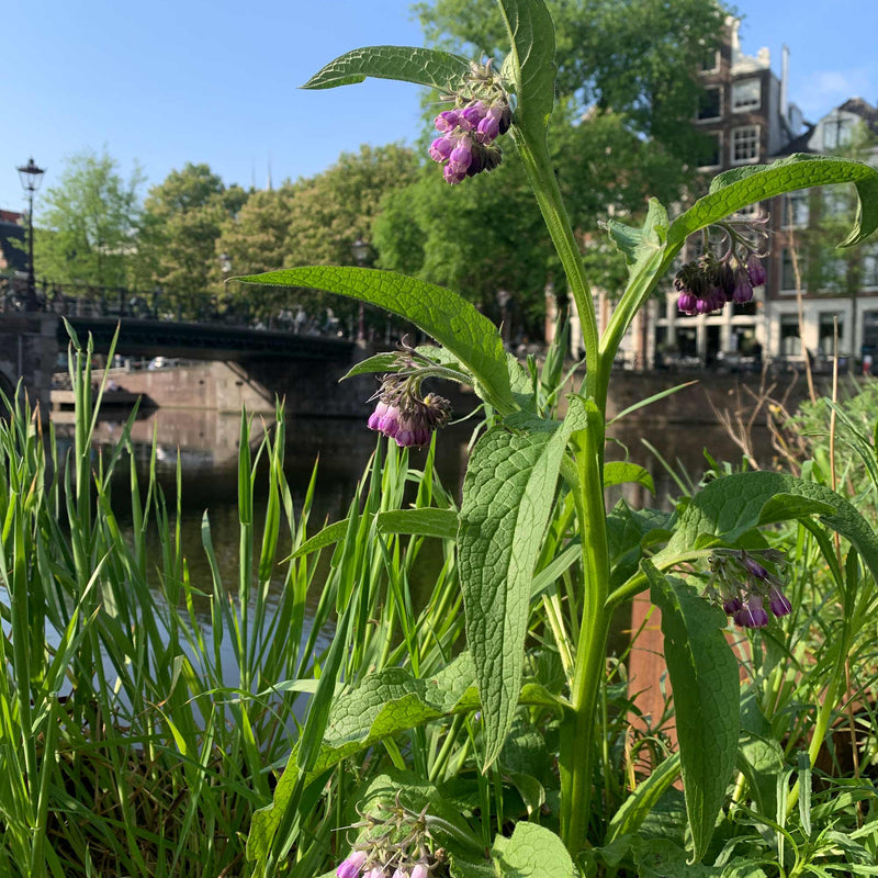 Smeerwortel aan een gracht