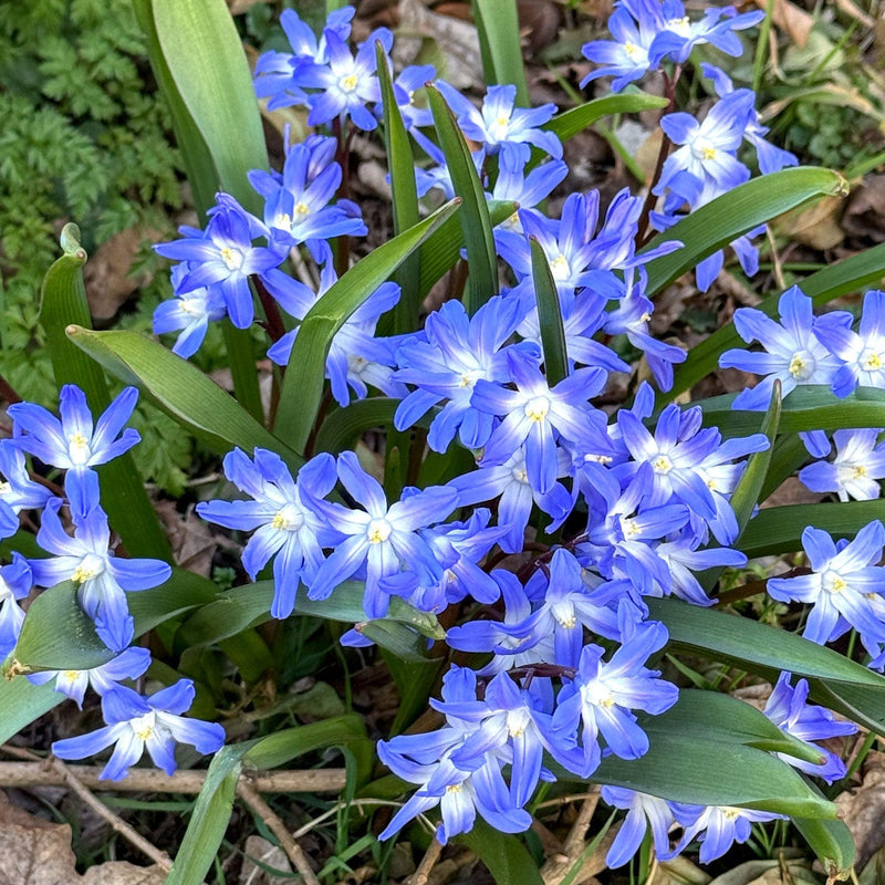 Sneeuwroem Blue Giant
