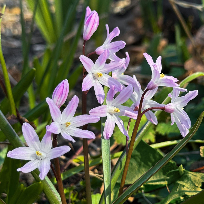 Sneeuwroem Pink Giant