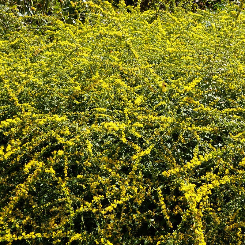 Biologische guldenroede in een border.