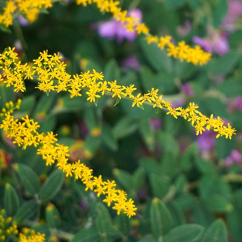 Bloemetjes aan een tak van de biologische guldenroede solidago.