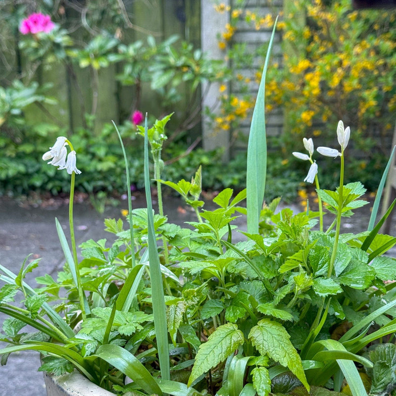 Voorjaarsbloeier bloembol wit in een pot in een stadstuin