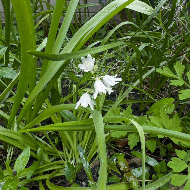 Voorjaarsbloeier bloembol wit in een border in een stadstuin