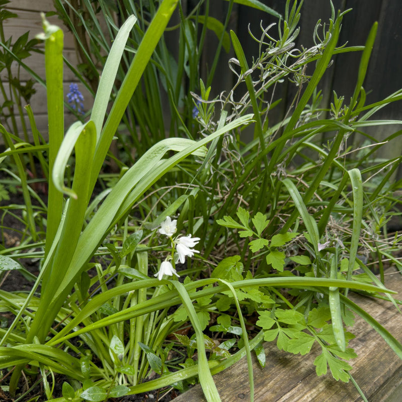 Voorjaarsbloeier bloembol wit in een border in een stadstuin